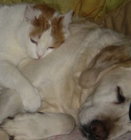 /album/i-miei-animali/viola-ciccio-pub-jpg/